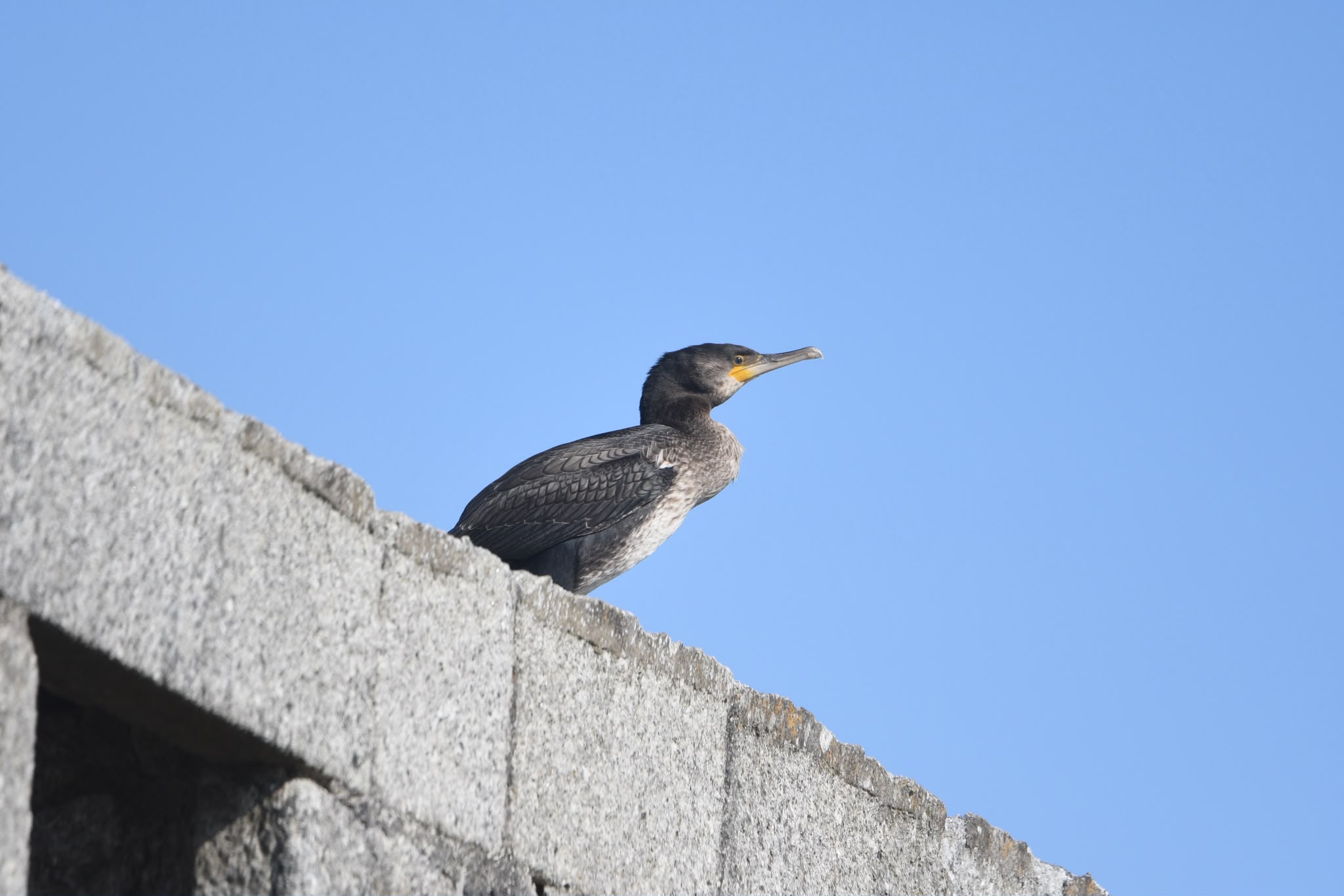 Young Cormorant perched on Quarry Cottages, 15 Aug 2026 © Greg Lee