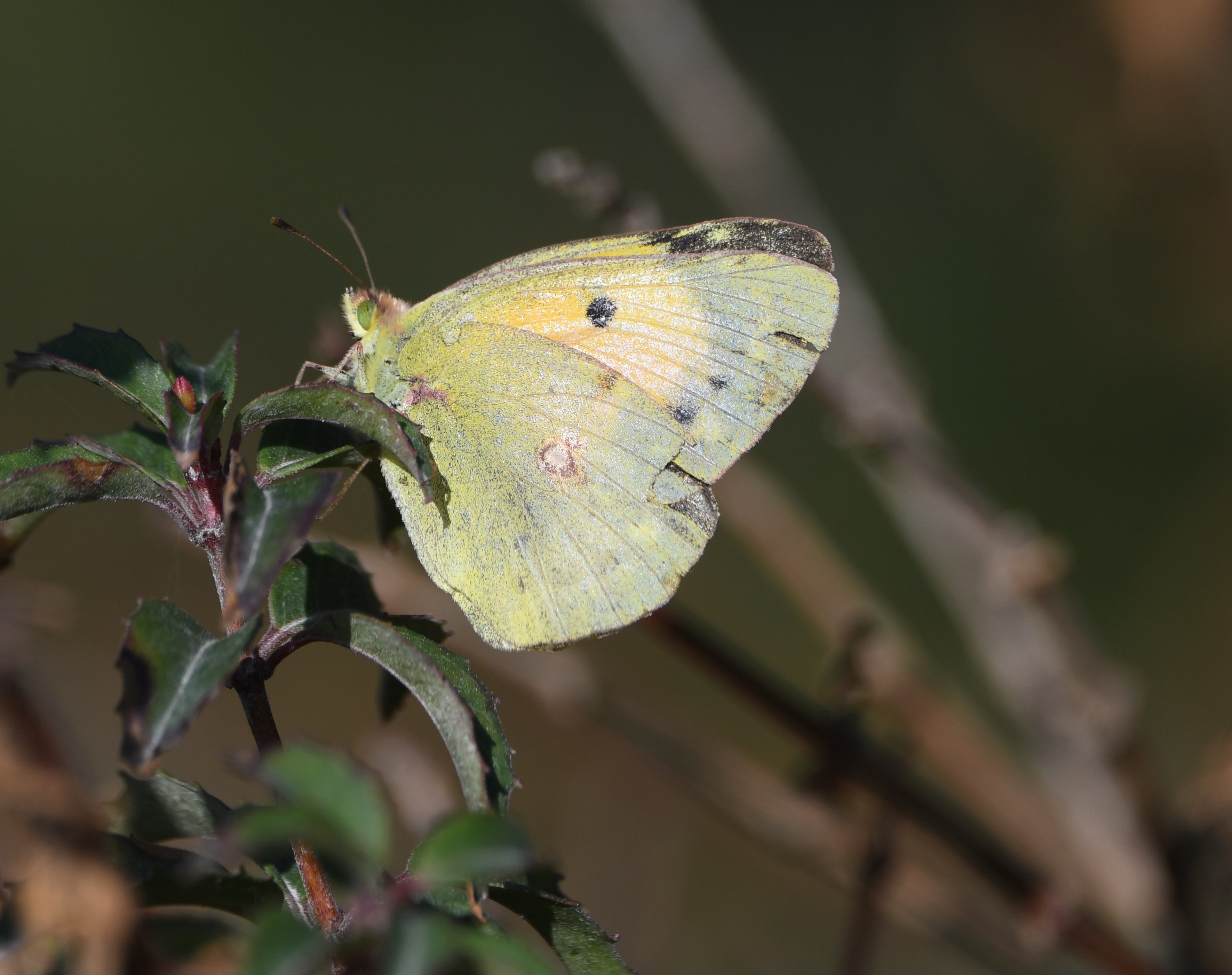 01 08 2026 CloudedYellow Millcombe GLee
