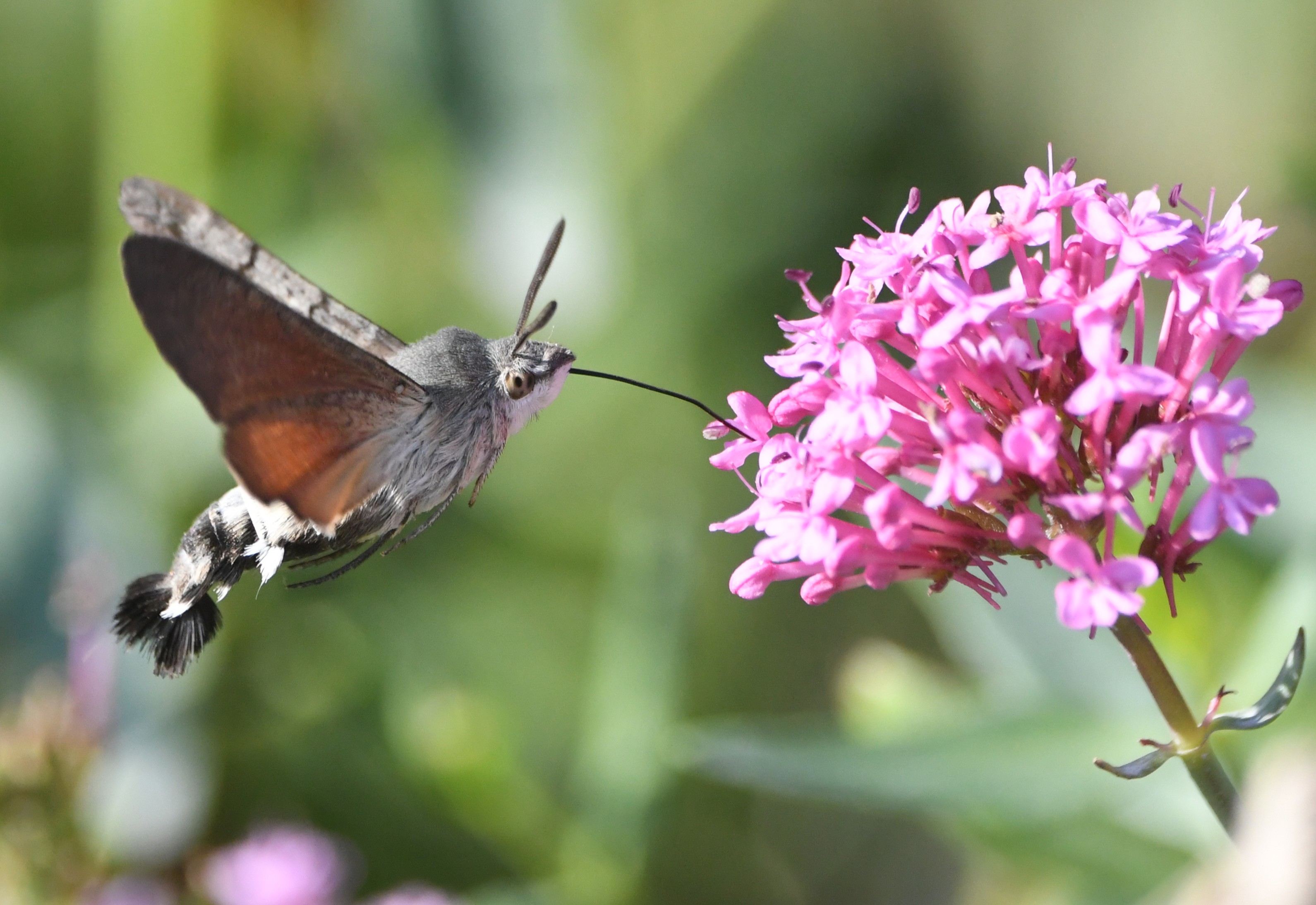 01 08 2026 HummingbirdHawk Moth Millcombe GLee