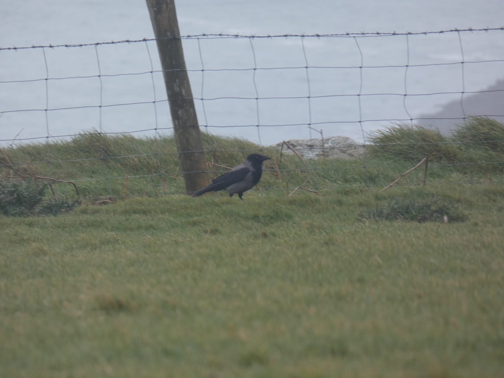 03 04 2026 HoodedxCarrionCrow Tillage T.Weston