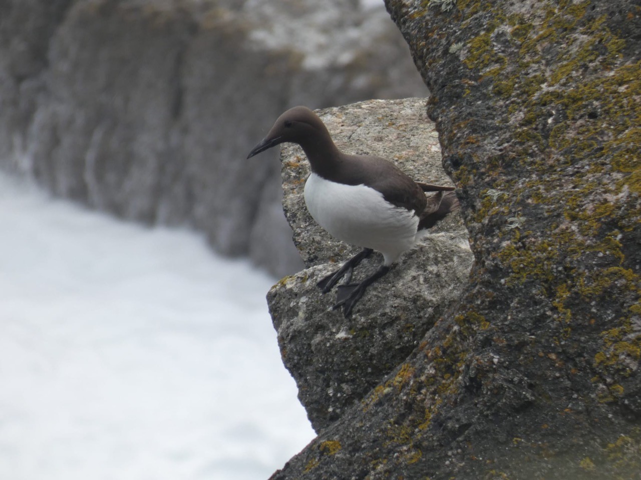 06 06 2026 Guillemot Thomas