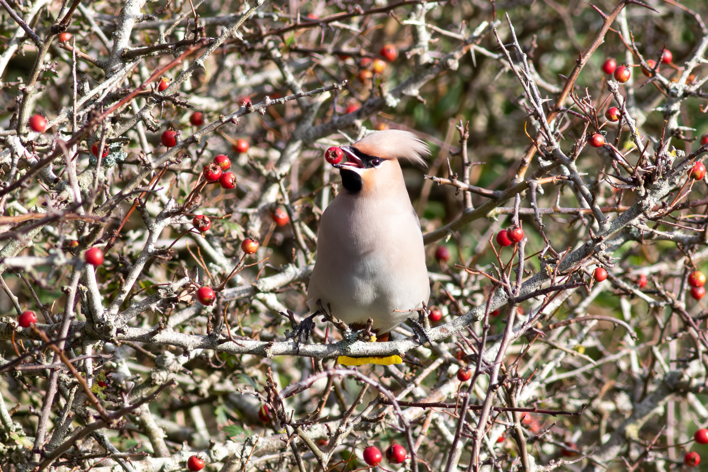 Waxwing among the limited selection of berries currently on offer in Millcombe © Joe Parker