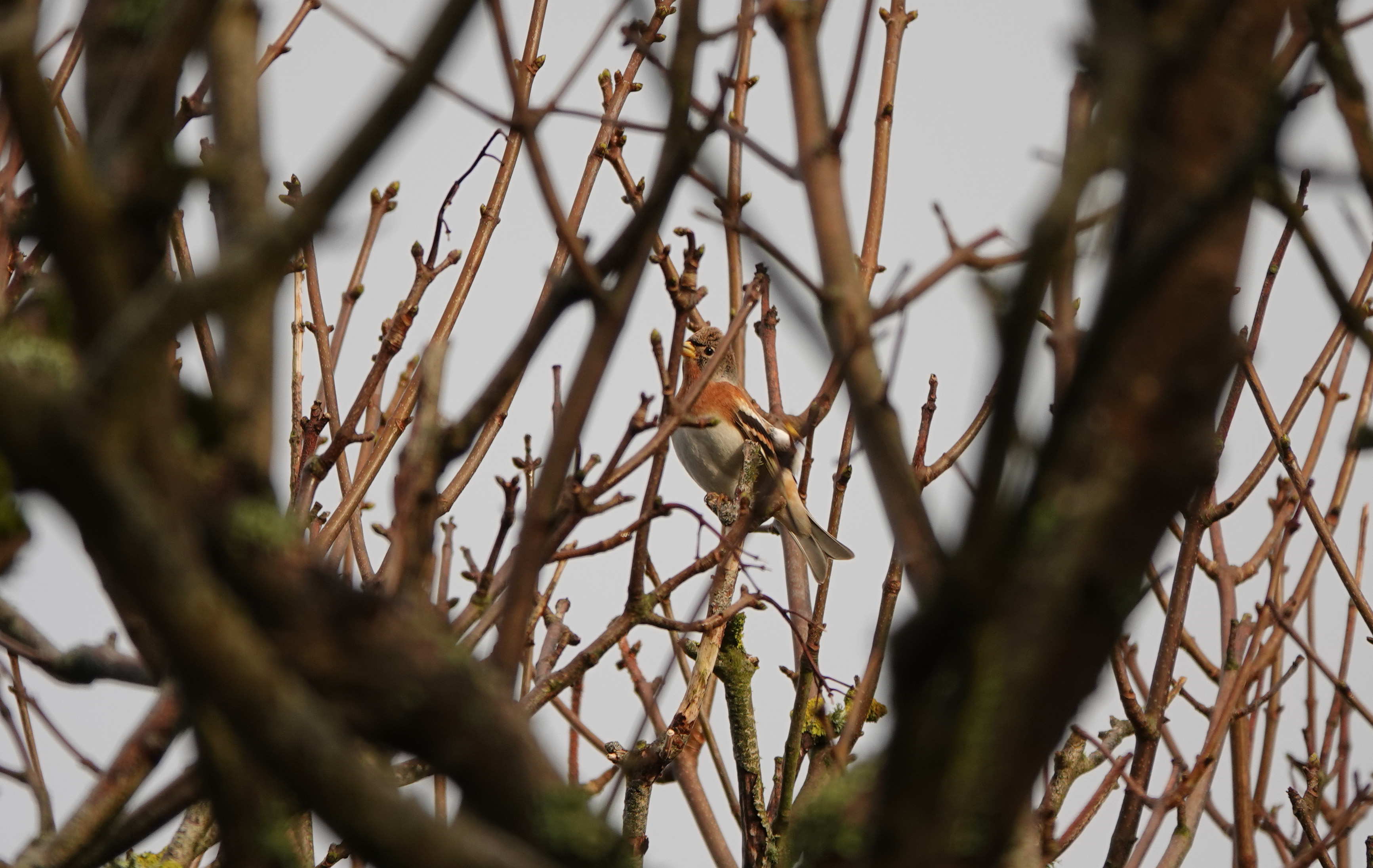 Male Brambling in Sycamores above Millcombe Pines © Angus Croudace
