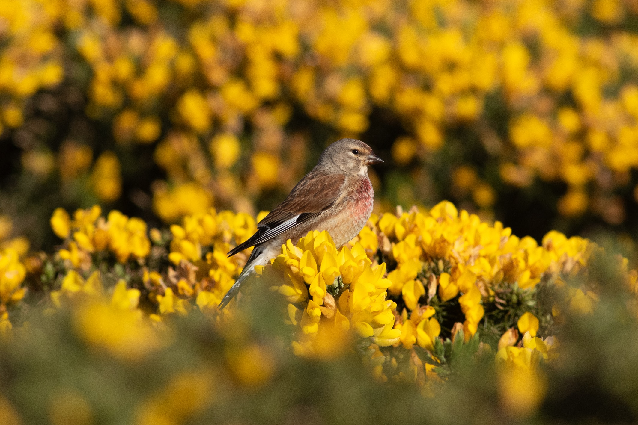 20240420 GOLOR MILLC JPARKER