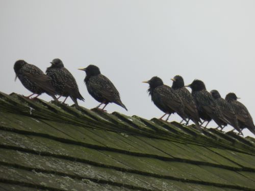 Starlings on Quarters - Look out for colour rings!