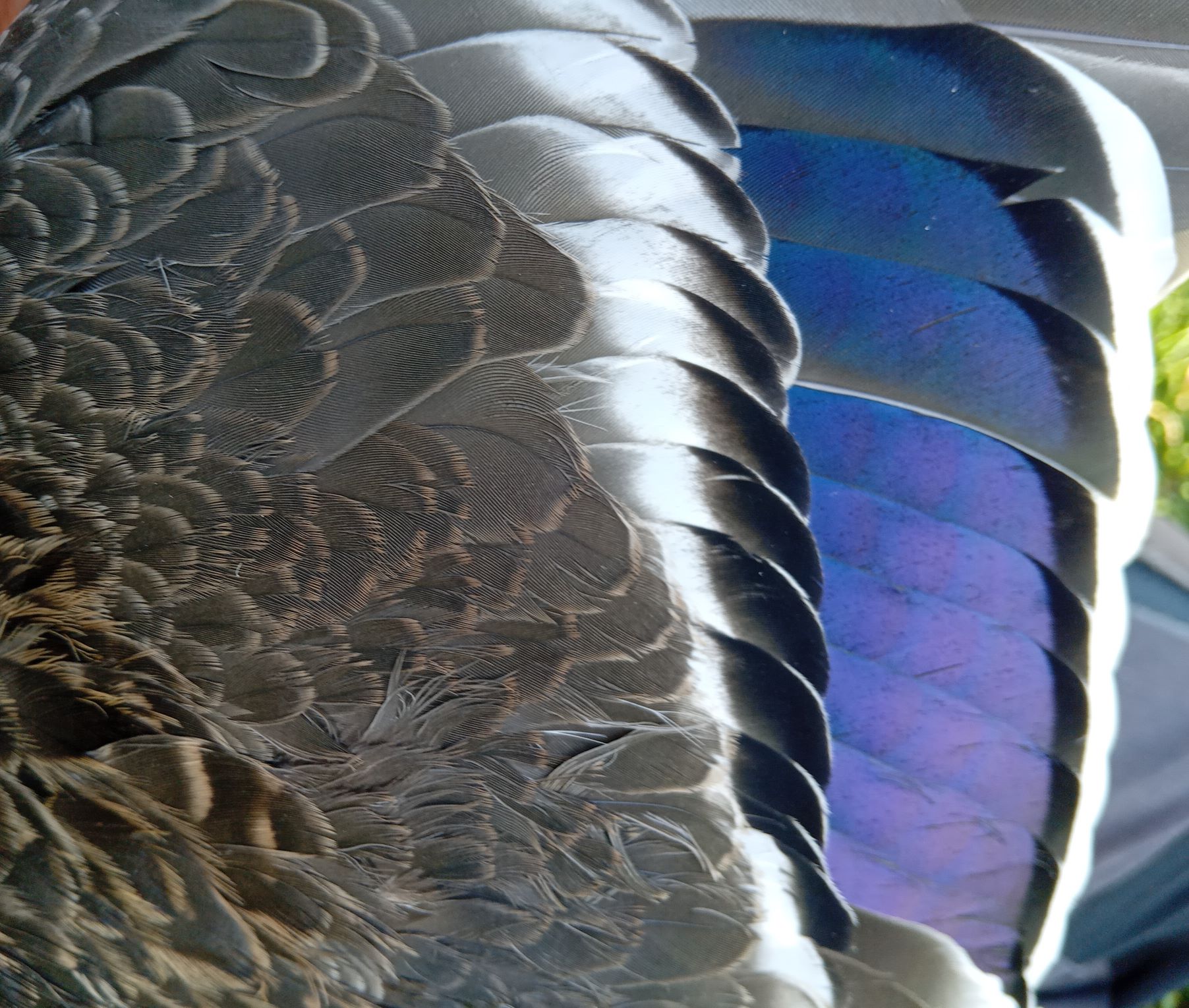 24 09 11 Mallard BartonsField ThomasWeston