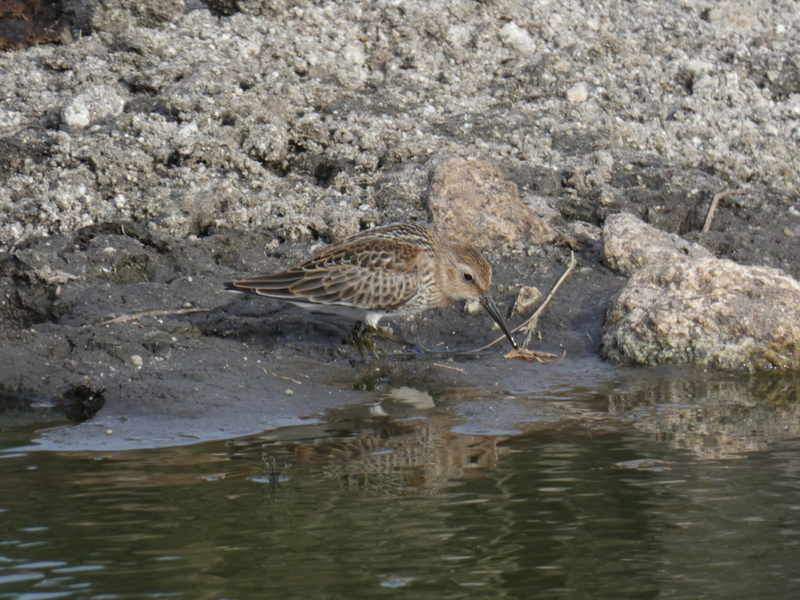 24 08 2026 Dunlin QuarterWallPond TWeston