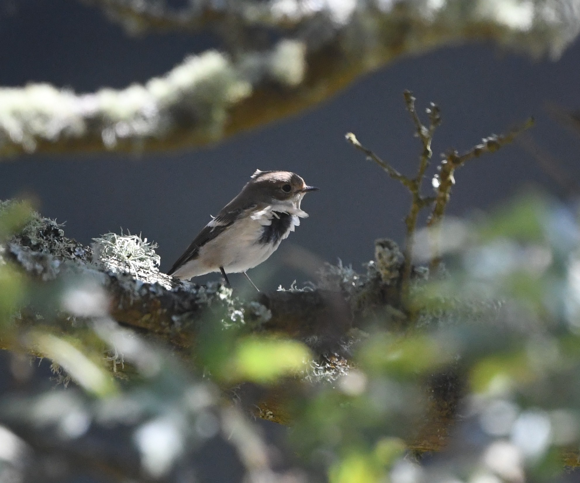 24 08 2026 PiedFlycatcher Millcombe GLee
