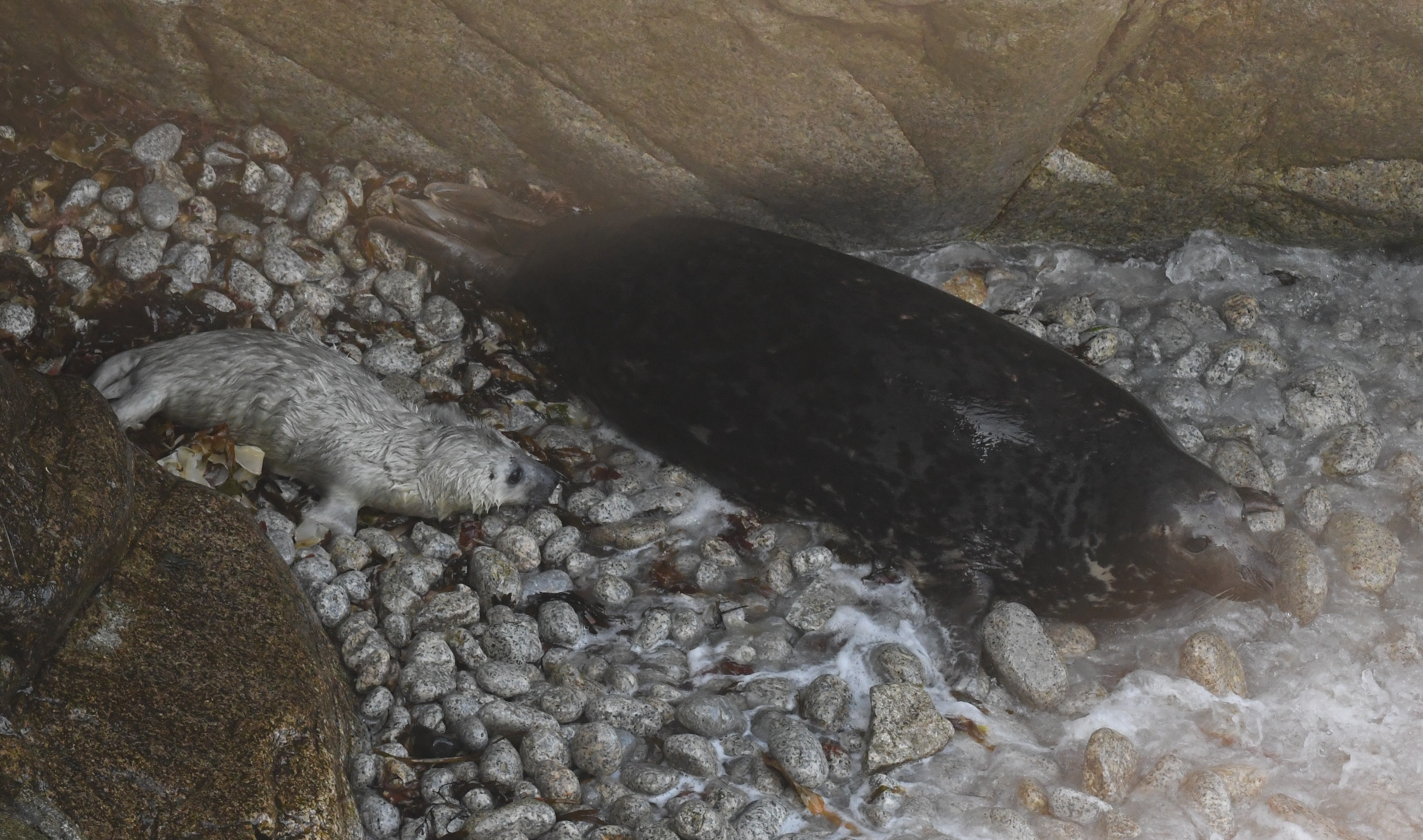 24 08 2026 SealPup Eastcoast GLee