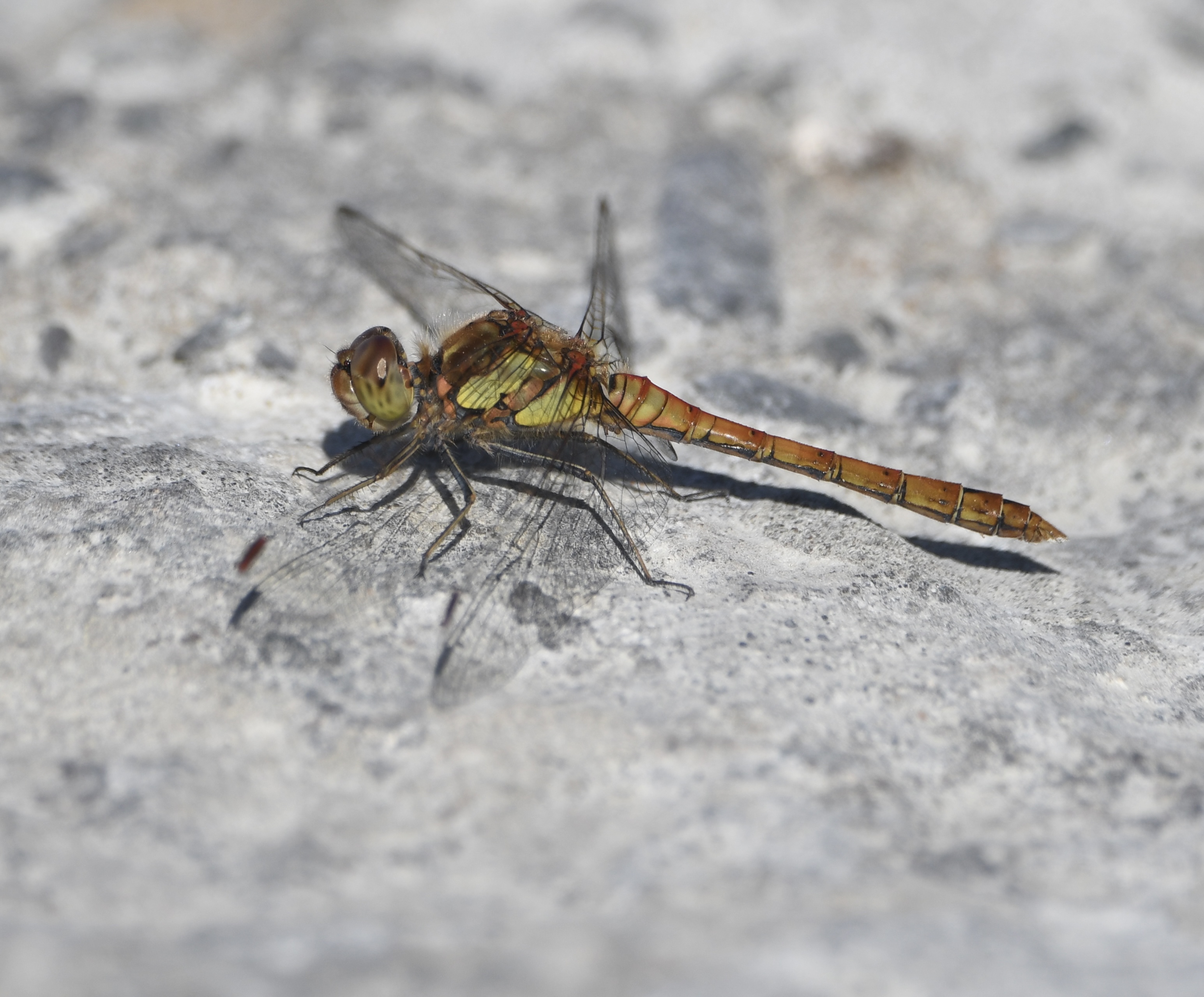 30 07 2026 CommonDarter GLee