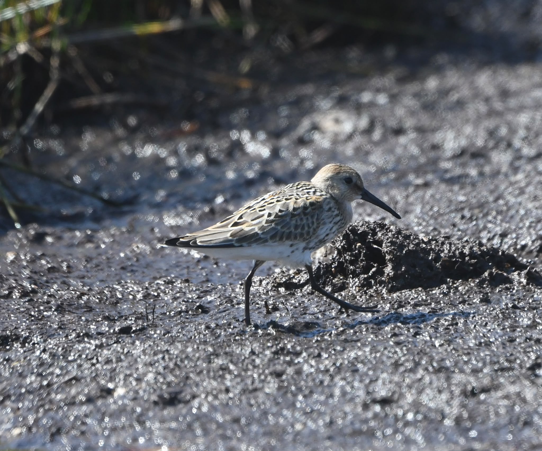 Dunlin 26 08 2026