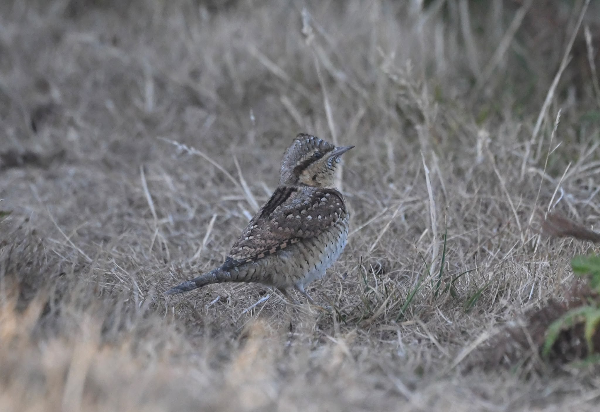 Wryneck 26 08 2026